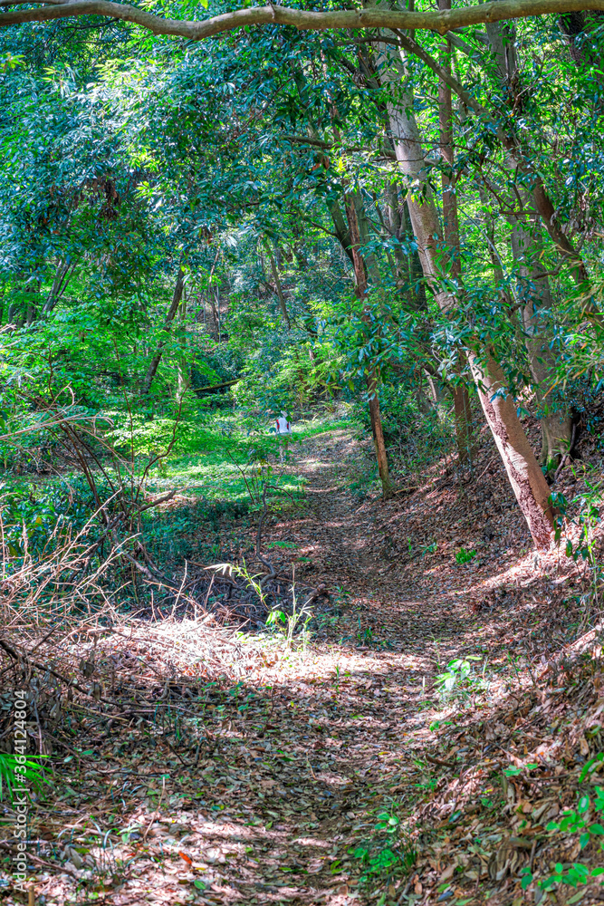 Fototapeta premium 【エコイメージ】マイナスイオンたっぷりな森林