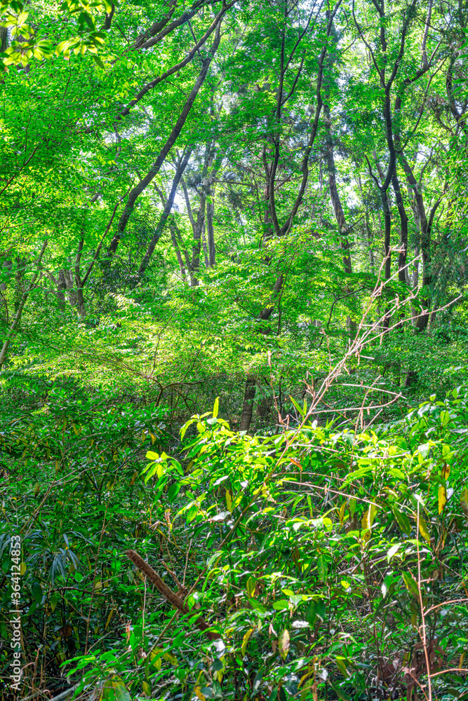 【エコイメージ】マイナスイオンたっぷりな森林