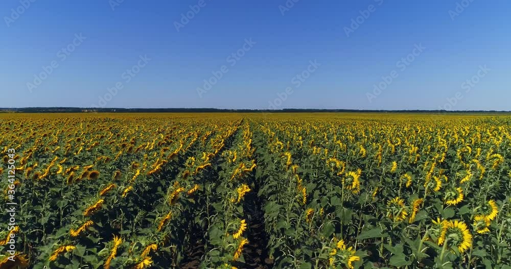 Field with bright yellow sunflowers and blue sky in the summer. Aerial shot Field with bright yellow sunflowers and blue sky in the summer. Aerial shot
