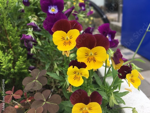 Pansy has two petals overlapped on both sides and one lower petal with a little beard emanating from the center of the flower. These petals are usually white or yellow  purple or blue.