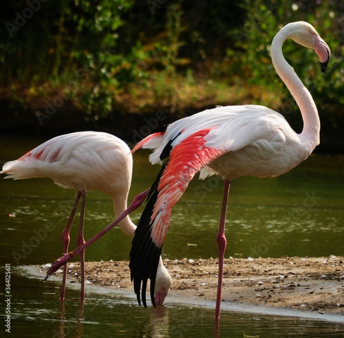 pink flamingos in shallow water  very visible head with eyes and beak  one bird foraging  the other water bird walking