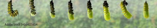 Foto Monarch Butterfly metamorphosis from caterpillar to chrysalis.