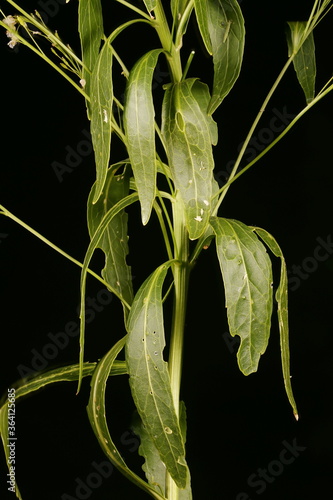 Horseradish (Armoracia rusticana). Leaves Closeup