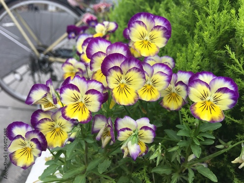 The garden pansy flower is 5 to 8 centimetres  2 to 3 in  in diameter and has two slightly overlapping upper petals  two side petals  and a single bottom petal with a slight beard emanating from the f