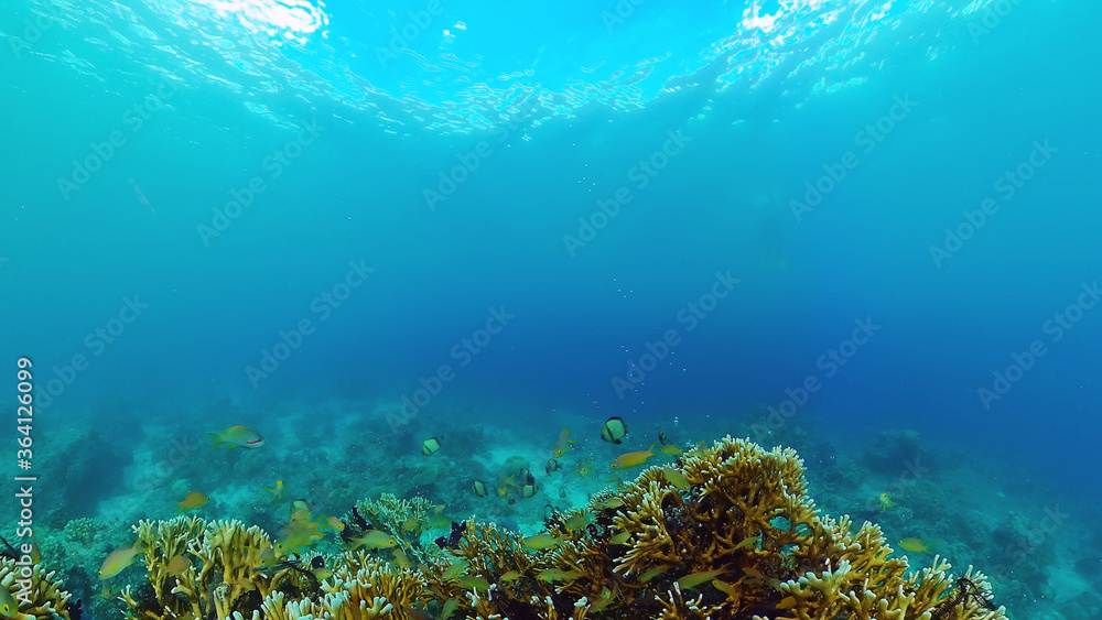 Tropical sea and coral reef. Underwater Fish and Coral Garden. Underwater sea fish. Tropical reef marine. Colourful underwater seascape. Panglao, Bohol, Philippines.