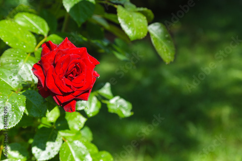 red rose in the garden