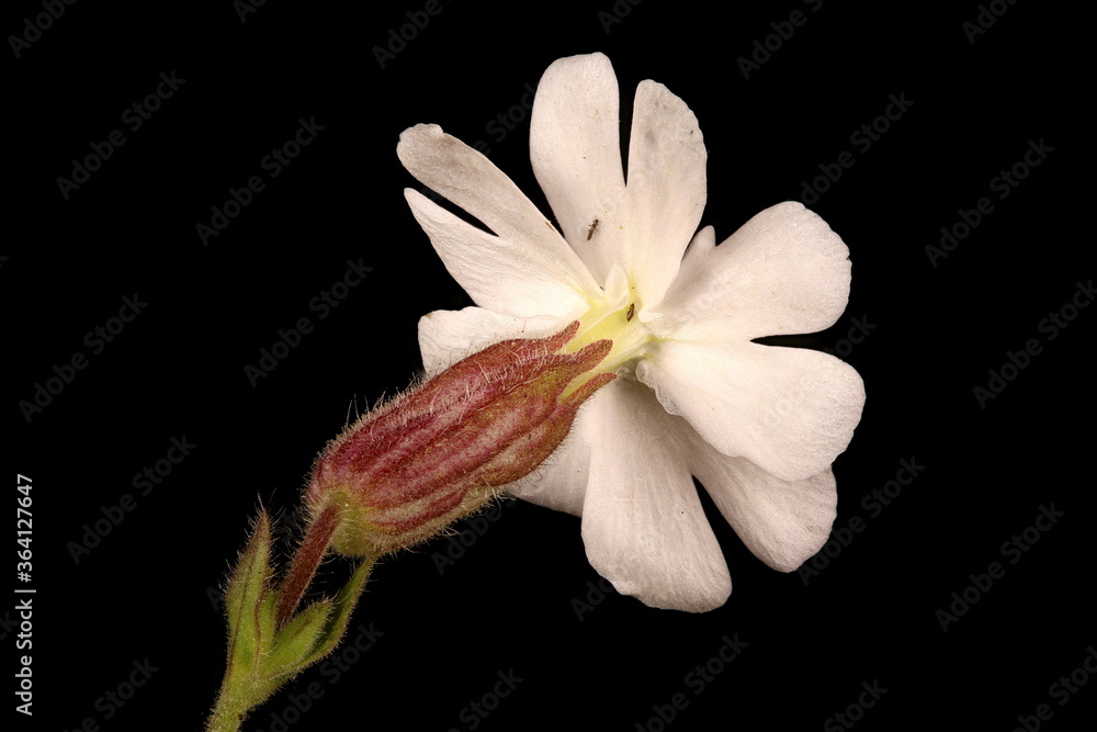Fototapeta premium White Campion (Silene latifolia). Male Flower Closeup
