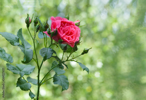 rose flower on a garden