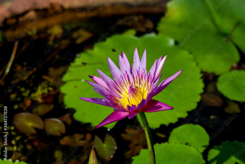 pink lotus flower which is infested by honey bees pink lotus flower which is infested by honey bees