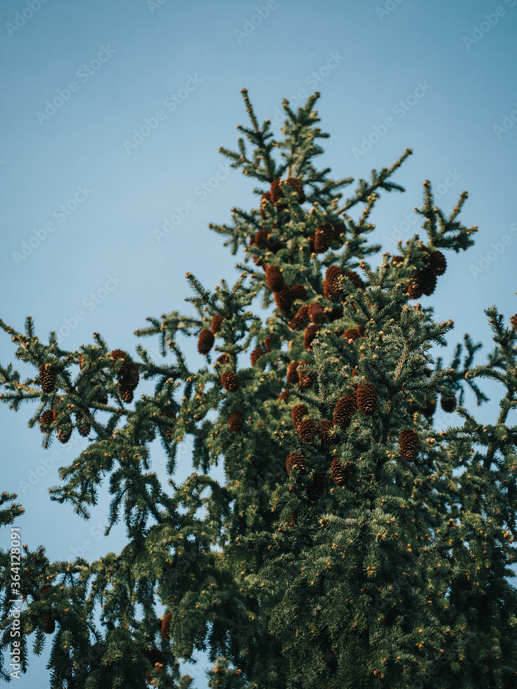 pine tree pine cone pine tree pine cone