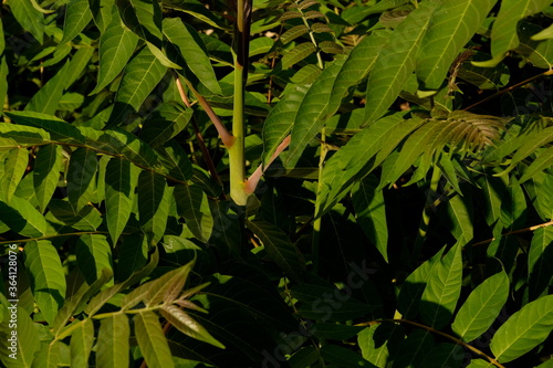 Pianta selvatica e foglie