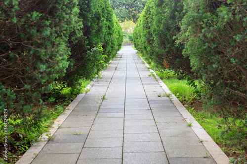 The empty flagstones sidewalk with Coniferous shrub around in the park