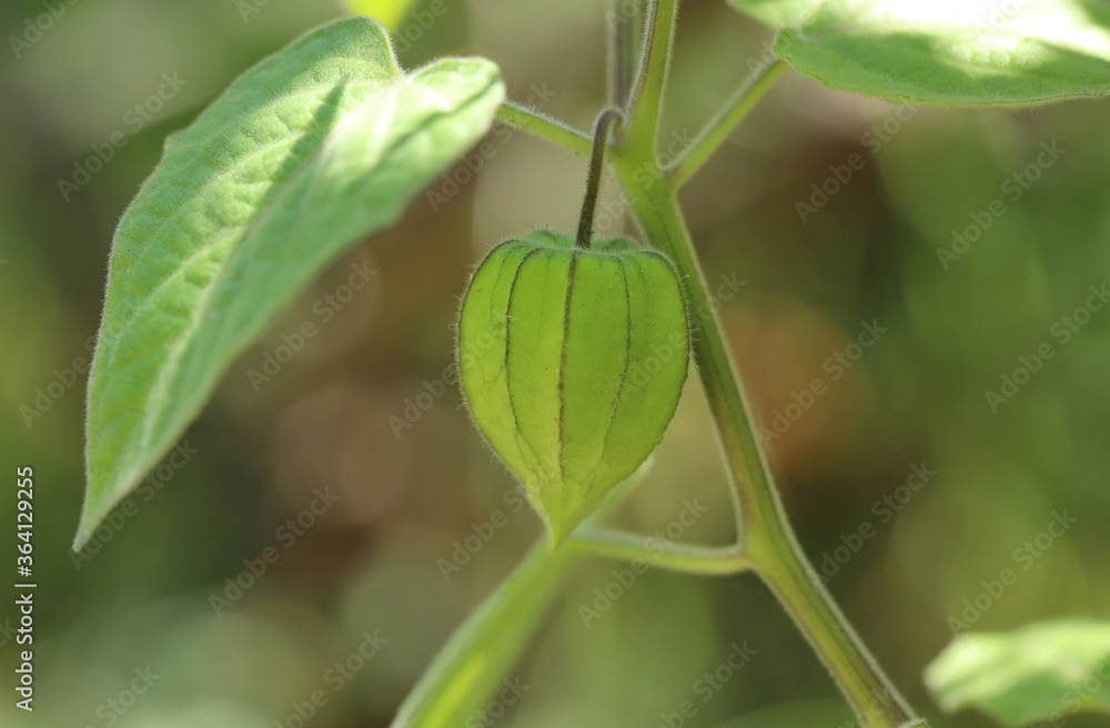 Physalis peruviana in the garden Physalis peruviana in the garden
