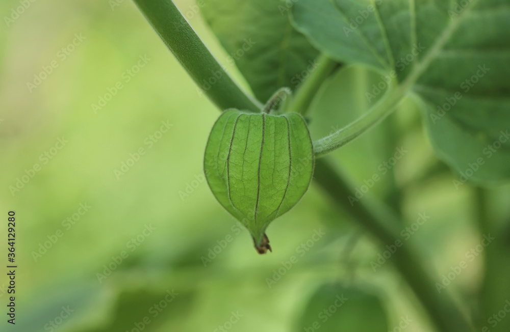 Physalis peruviana in the garden Physalis peruviana in the garden