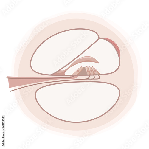 蝸牛の断面の構造のイラスト_コルチ器