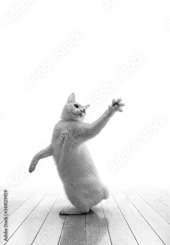 二足立ちしてダンスポーズする白猫、肉球ぱー、モノクロ写真、白背景