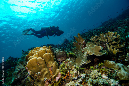 Dive scuba Indonesia Halmahera diver