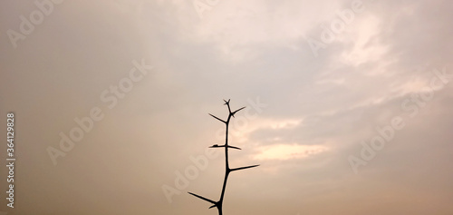 landscape view of spiky plant against sky
