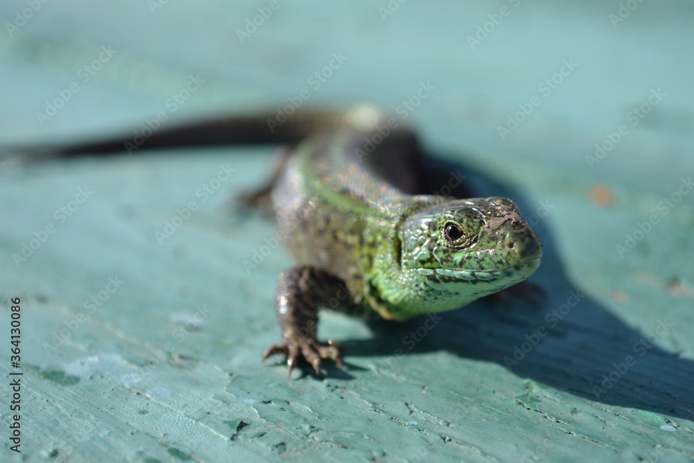 Fototapeta premium lizard on a tree