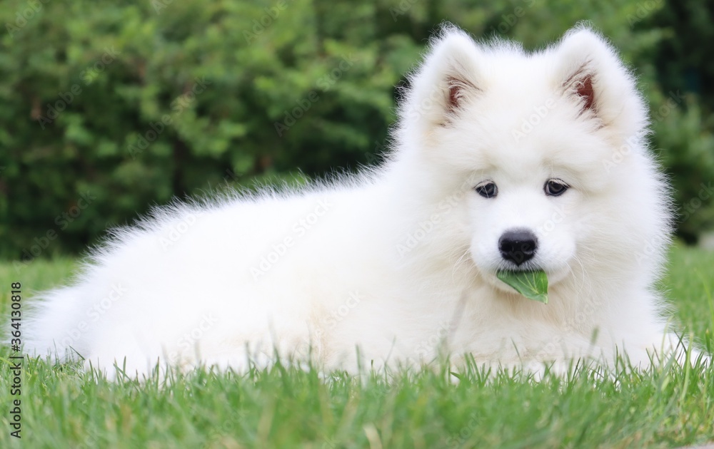Curious white samoyed dog Curious white samoyed dog