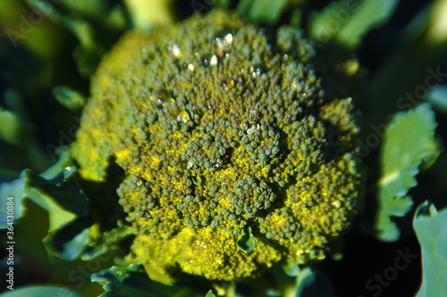 Large broccoli ripens in the hot summer.