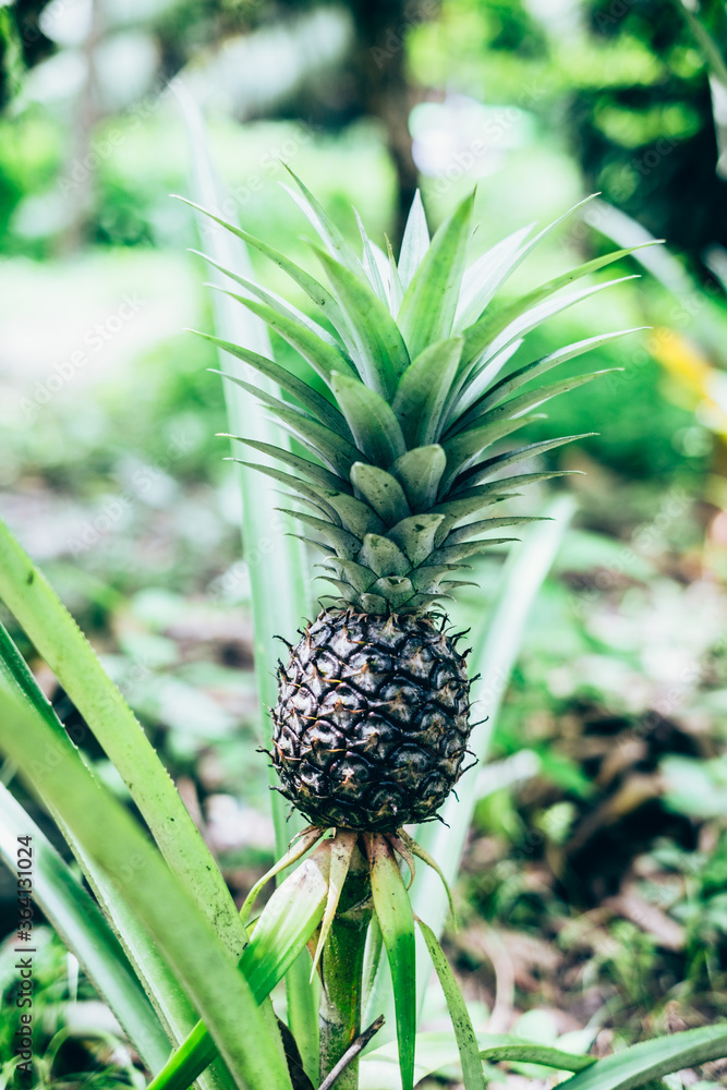 Fototapeta premium Closeup of organic pineapple plant bearing fruit. Selective focus. Copy space. Portrait orientation. 