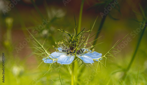 Czarnuszka damasce  ska  Nigella damascena