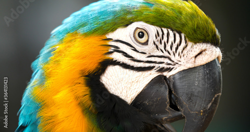 Macaw parrot head isolated on gray background.