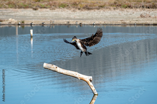 a cormorant approaching to land on a branch sunk in the water of a lake