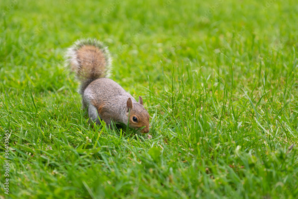 Squirrel at Central Park, London