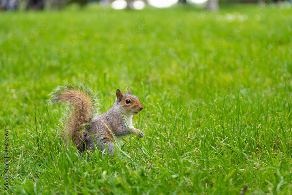 Squirrel at Central Park, London