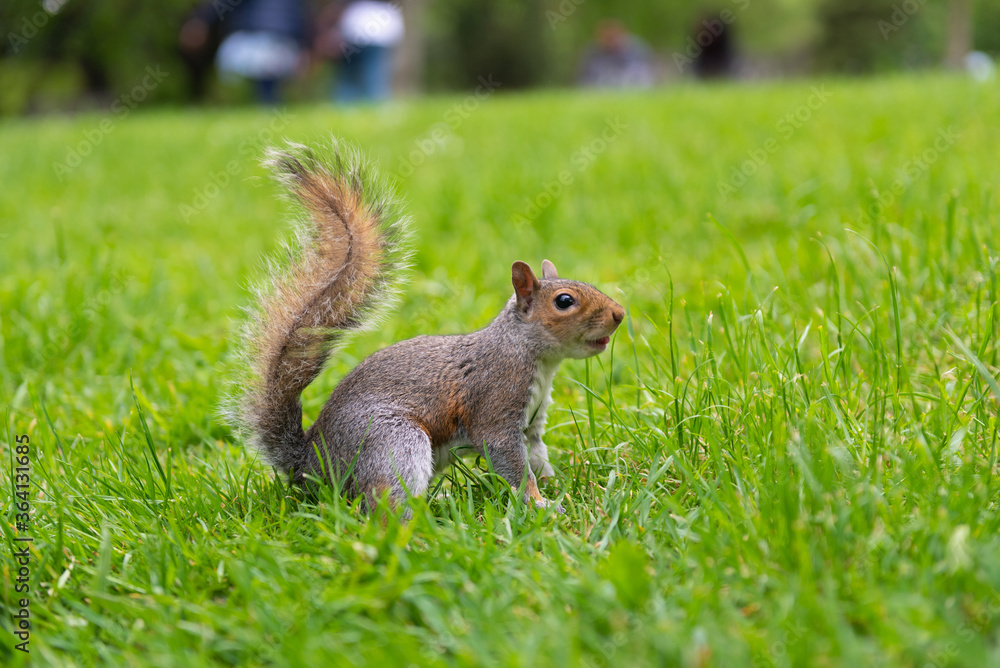 Squirrel at Central Park, London