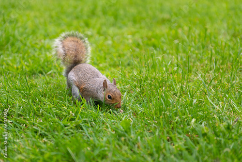Obraz na płótnie Squirrel at Central Park, London w salonie