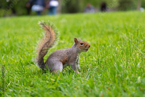 Squirrel at Central Park, London