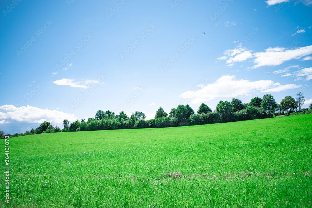 Fototapeta premium landscape with green grass and blue sky