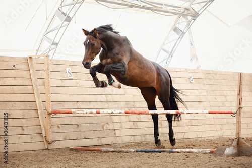 old trakehner horse jumping obstacle in summer