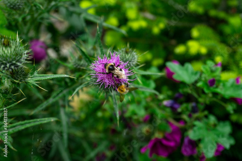 A Bumblebee pollinating a Onopordum Tauricum plant photo