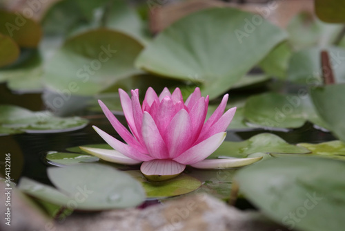 A pink water lily blooms in a pond against a background of green leaves. Close-up.