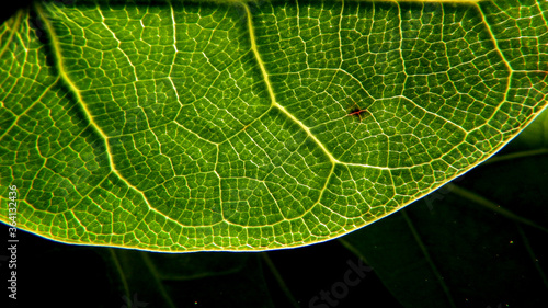 fotografia makro lisci rosliny o nazwie fikus debolistny powszechnie uprawiany przez mieszkancow w miescie bialystok na podlasiu w polsce photo