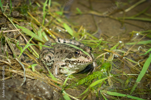 The marsh frog (Pelophylax ridibundus), of the family Ranidae.