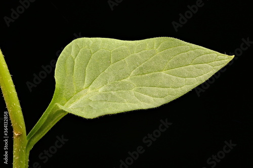 Siberian Bugloss (Brunnera sibirica). Leaf Closeup