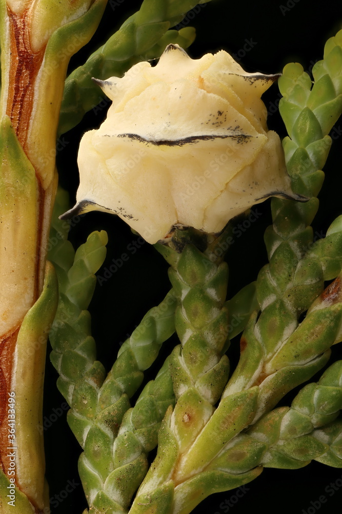 Obraz premium Lawson's Cypress (Chamaecyparis lawsoniana). Young Femal Cone Closeup