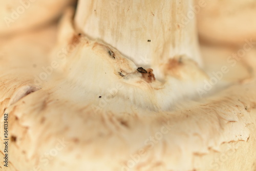 Fototapeta Naklejka Na Ścianę i Meble -  Fresh mushrooms, close-up.