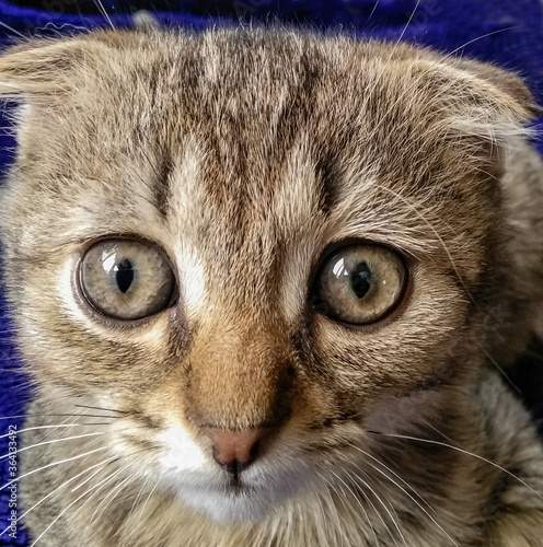 Close-up portrait of funny, cute, beautiful tree-colored ginger kitten.Adorable little pet lies on sofa and looks directly into the lens.Home cat, kid animals veterinary concept. Greeting card.