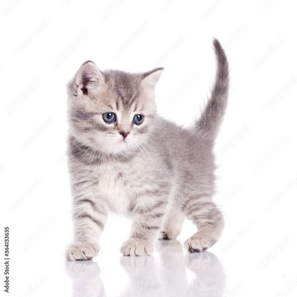 Fototapeta premium Adorable kitten with a tail up