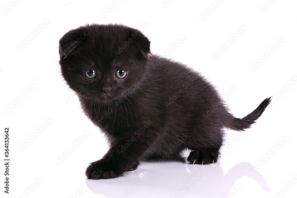 Fluffy black kitten, Scottish Fold