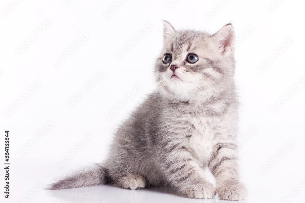Cute Scottish Straight kitten