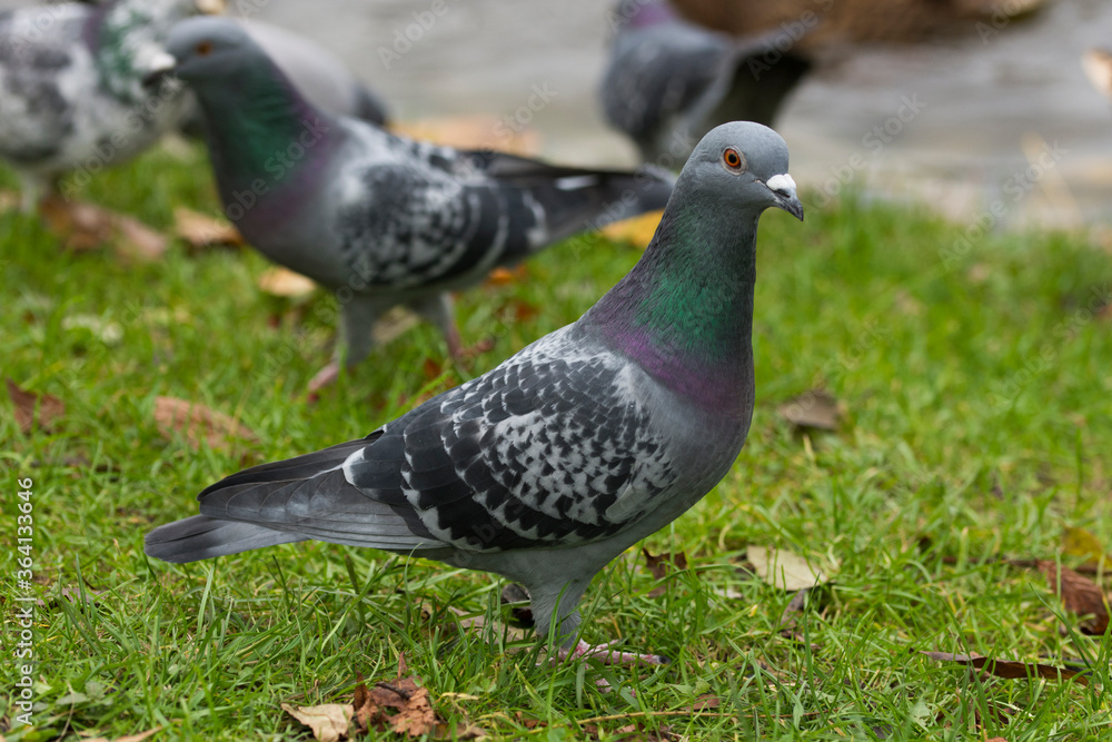 Pidgeons sitting on a stone wall. Autumn in a park. Pidgeons sitting on a stone wall. Autumn in a park.