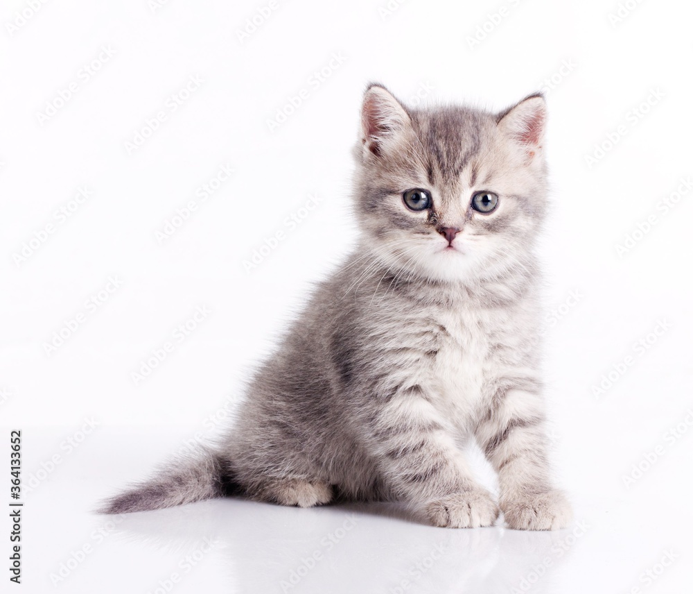 Cute kitten Scottish Straight