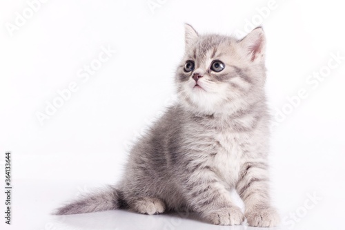 Cute Scottish Straight kitten